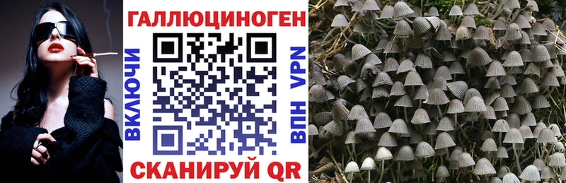 Псилоцибиновые грибы Psilocybe  Новое Девяткино 